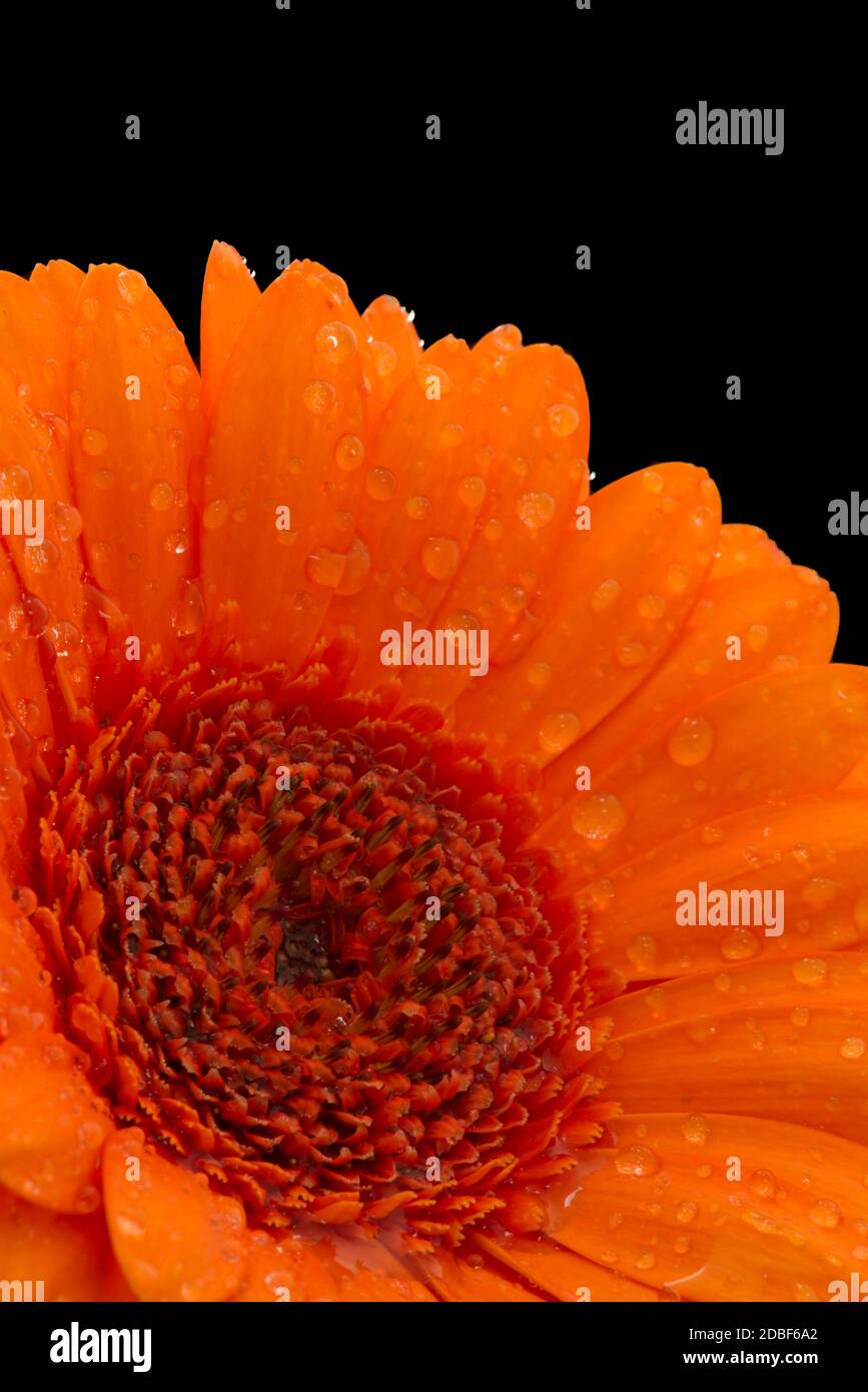 Rain-spattered orange gerbera close-up against black background Stock Photo
