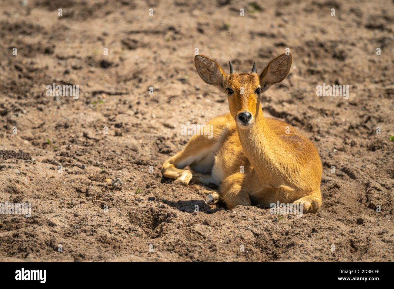 Young reedbuck lies in sand eyeing camera Stock Photo