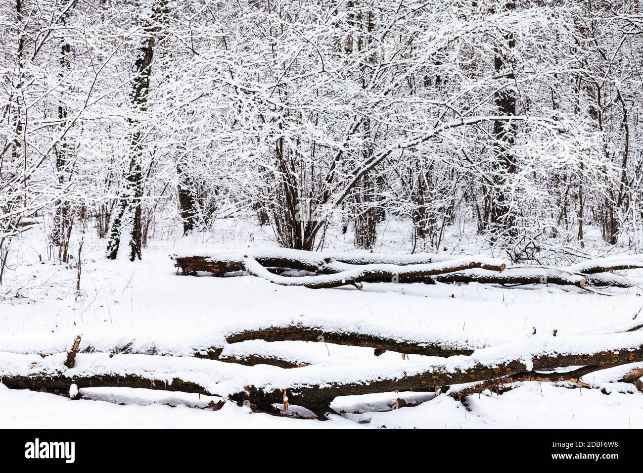 snow-covered fallen trees on glade in snowy forest of Timiryazevsky ...