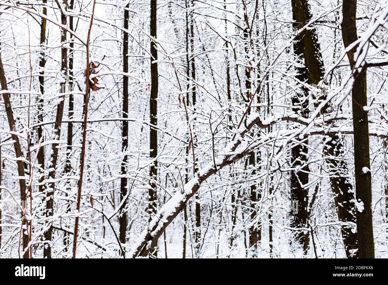 snow-covered bare black tree trunks in snowy forest of Timiryazevsky ...