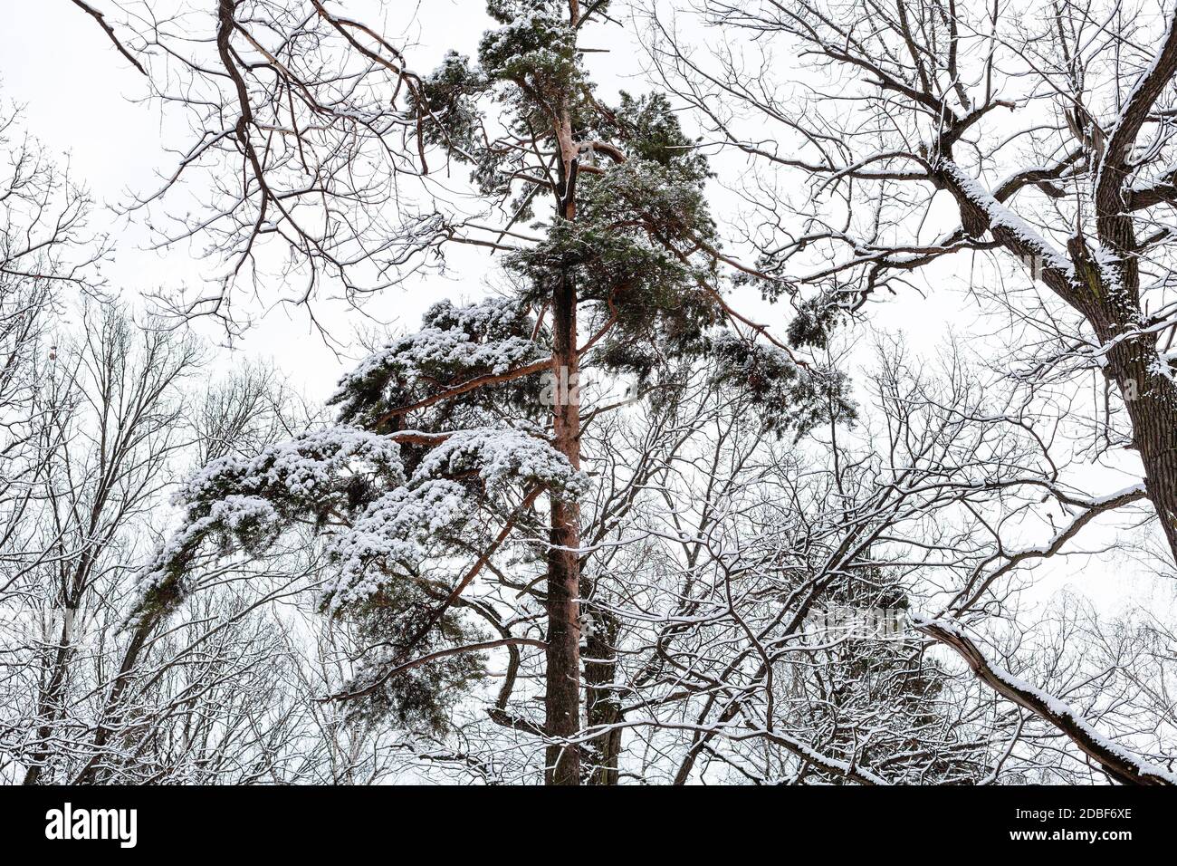 snow-covered pine tree in forest of Timiryazevsky park in Moscow city ...