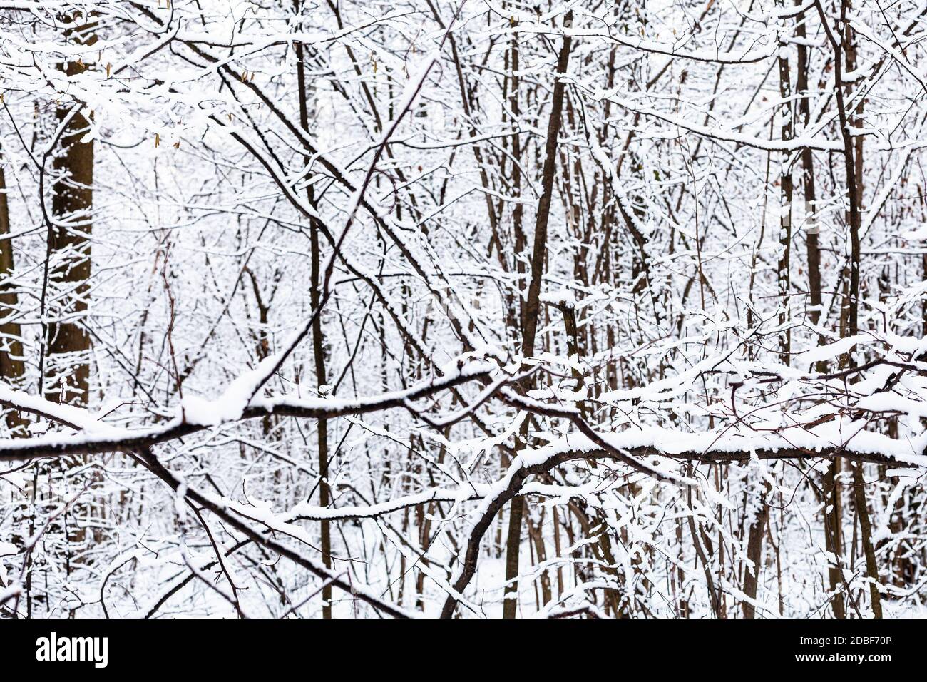 snow-covered black branches of trees in snowy forest of Timiryazevsky ...