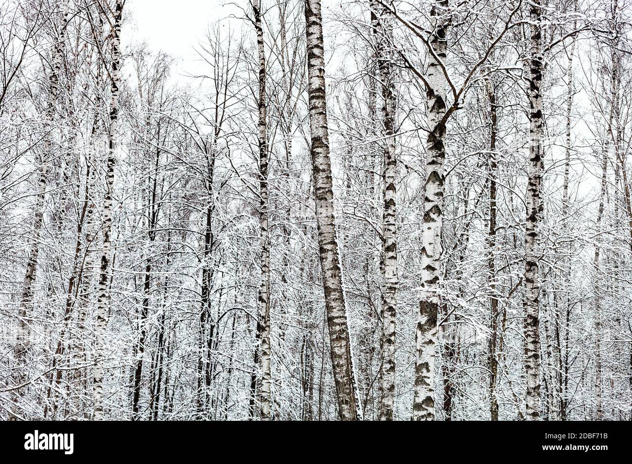 bare birch trees in snowy forest of Timiryazevsky park in Moscow city ...