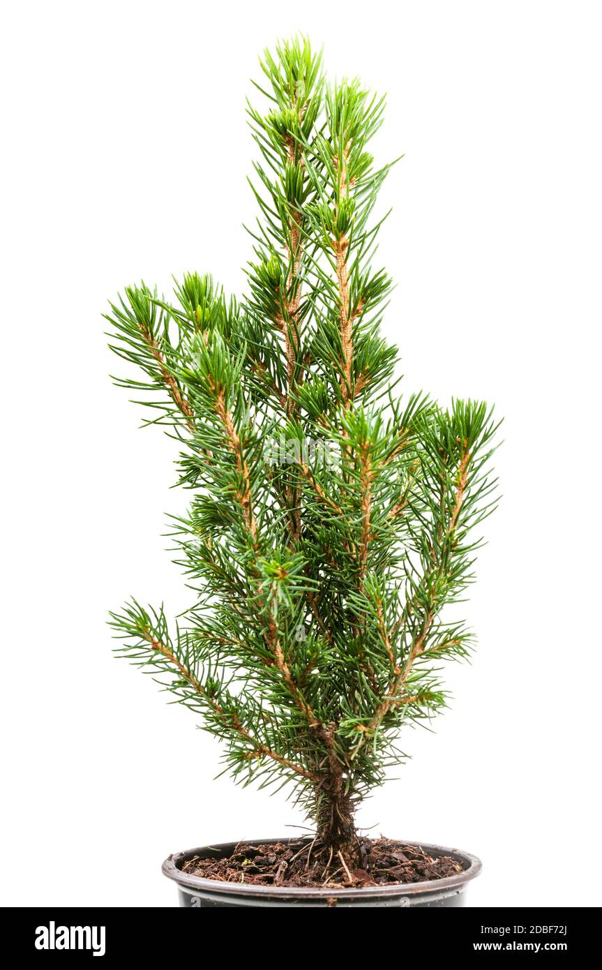 little natural spruce ( white spruce, picea glauca conica) in pot isolated on white background Stock Photo