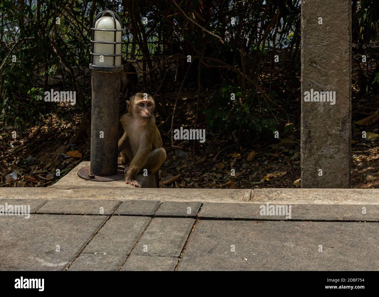 Little monkey kid affraid from tourists, hide after lantern Stock Photo