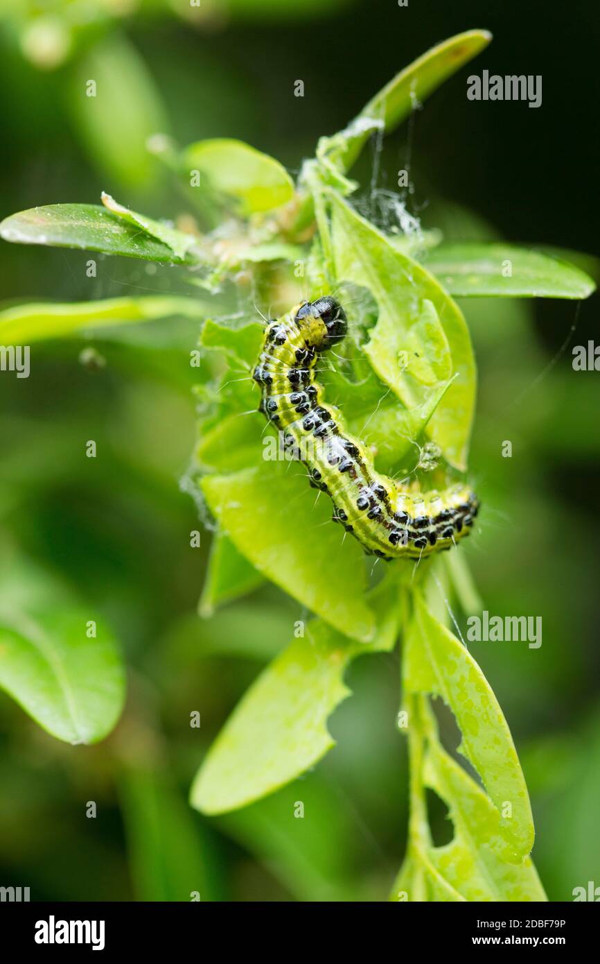 boxwood borer (Cydalima perspectalis), grass leaf roller Stock Photo