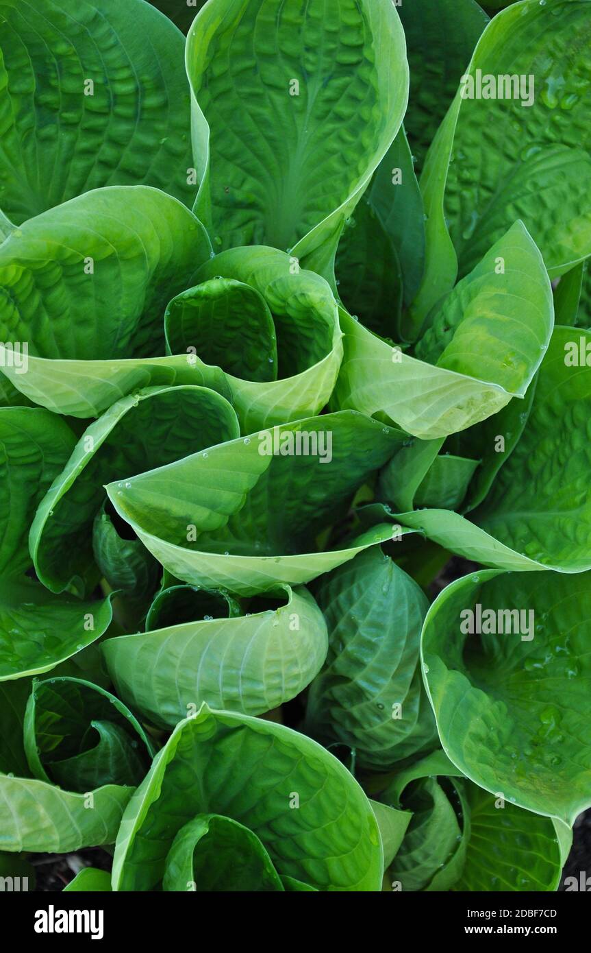Lush green hosta Stock Photo