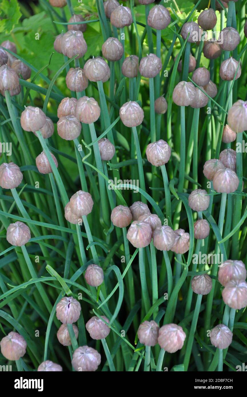 Onion chive flowers hires stock photography and images Alamy