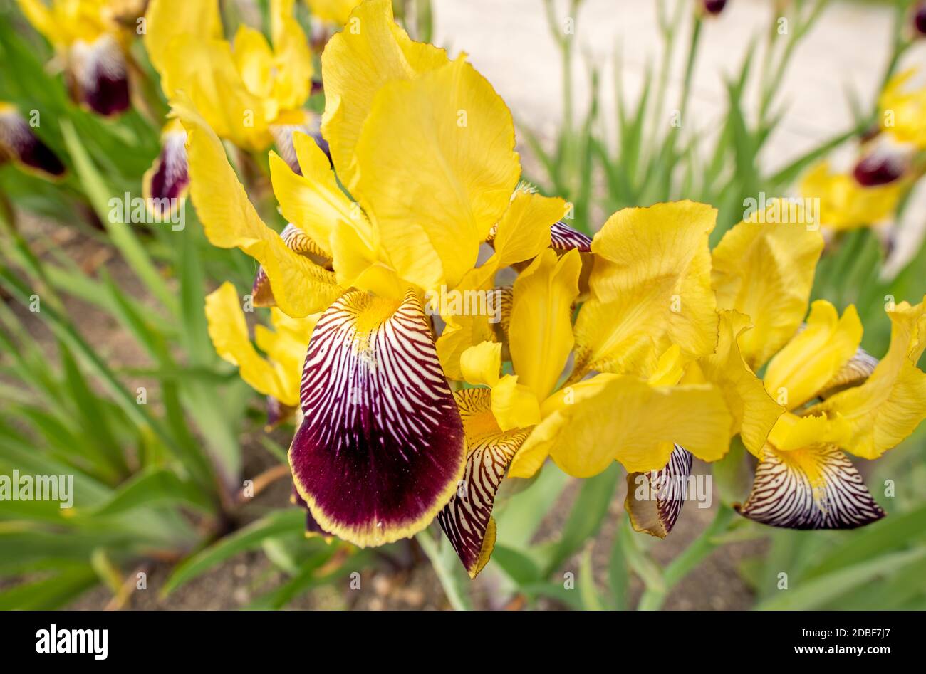 Colorful iris Stock Photo