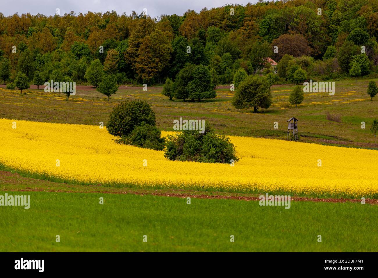 Canola oil hi-res stock photography and images - Page 3 - Alamy