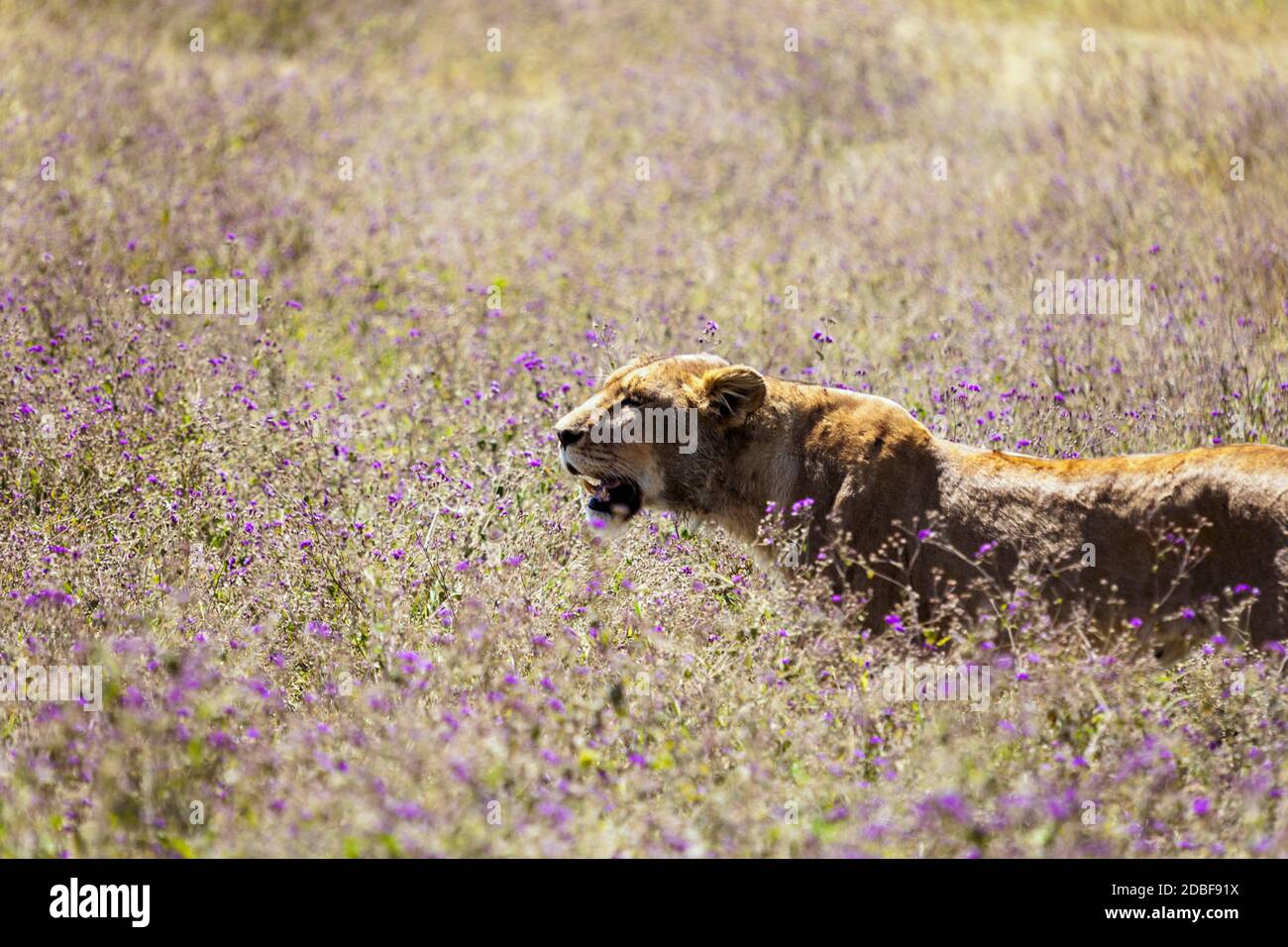 Almost stepped on them Stock Photo Alamy