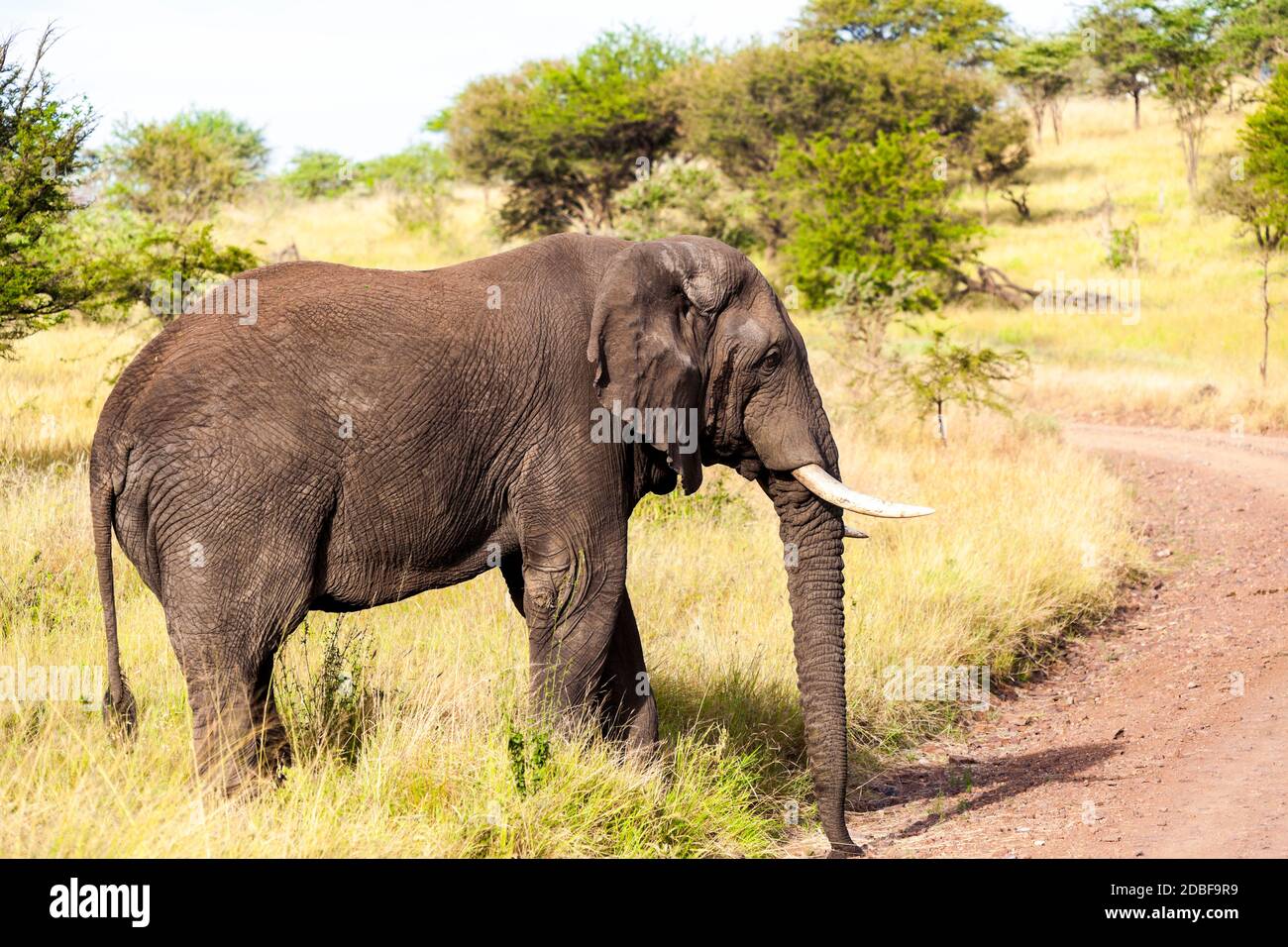 Africana Loxodonta Stock Photo - Alamy