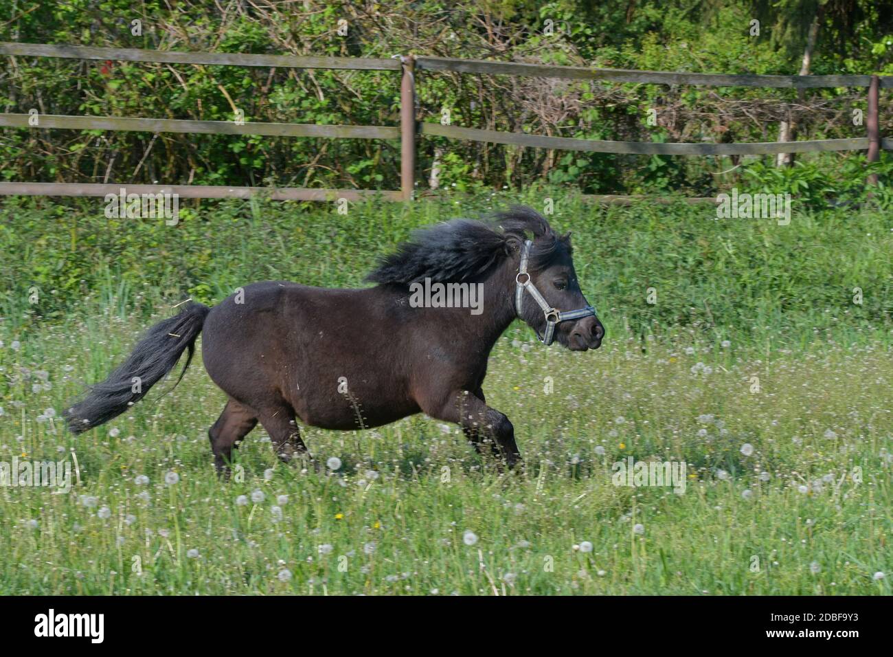 A cute black Shetland pony galloping in a green meadow with dandelions. Stock Photo