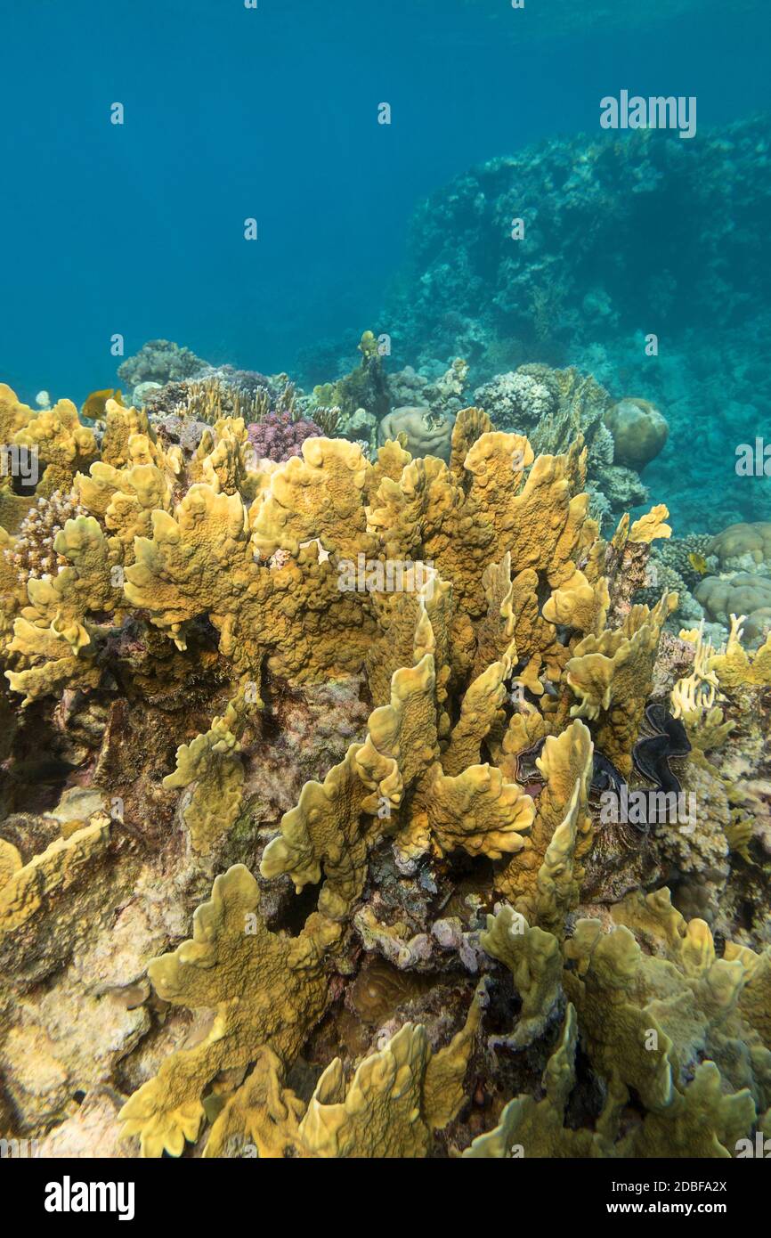 Colorful coral reef at the bottom of tropical sea, yellow plate fire coral ( Millepora), underwater landscape Stock Photo