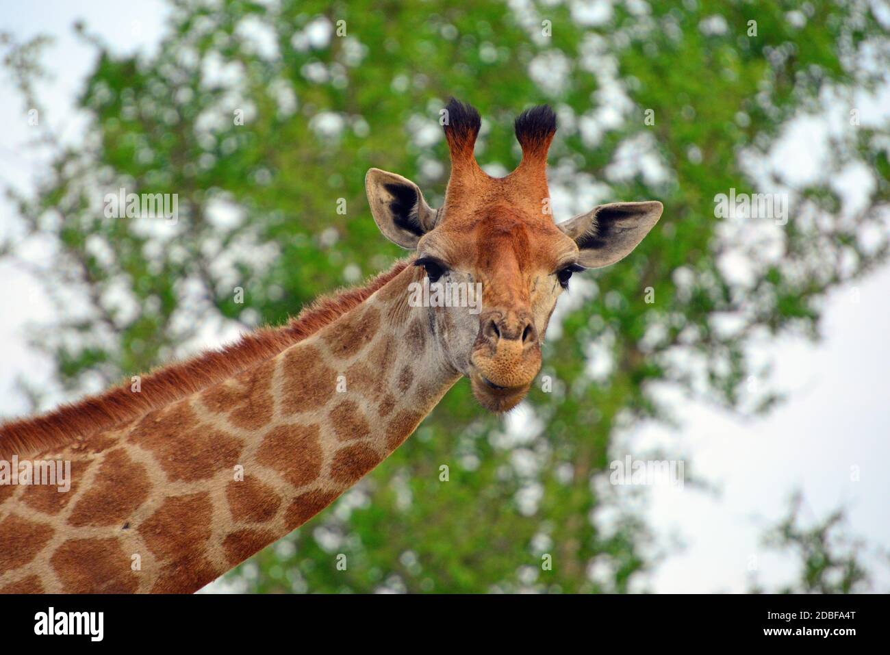 Hlane Royal National Park, Swaziland,Giraffe Stock Photo