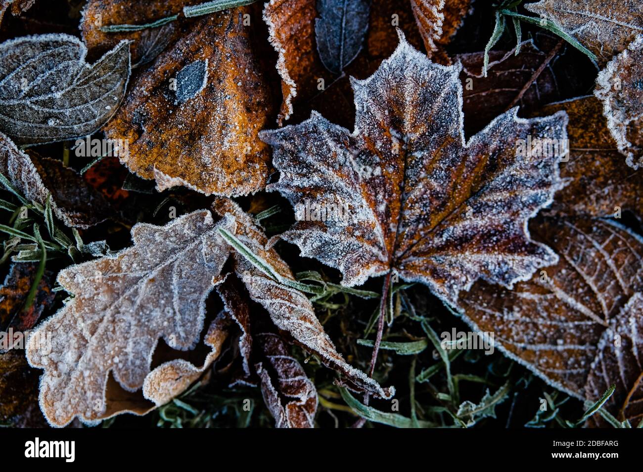 Image detail for - fall and the ice this winter in the