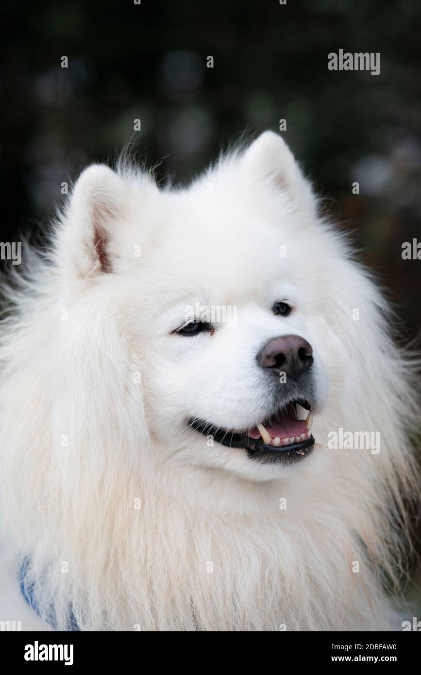 Samoyed dog portrait Stock Photo