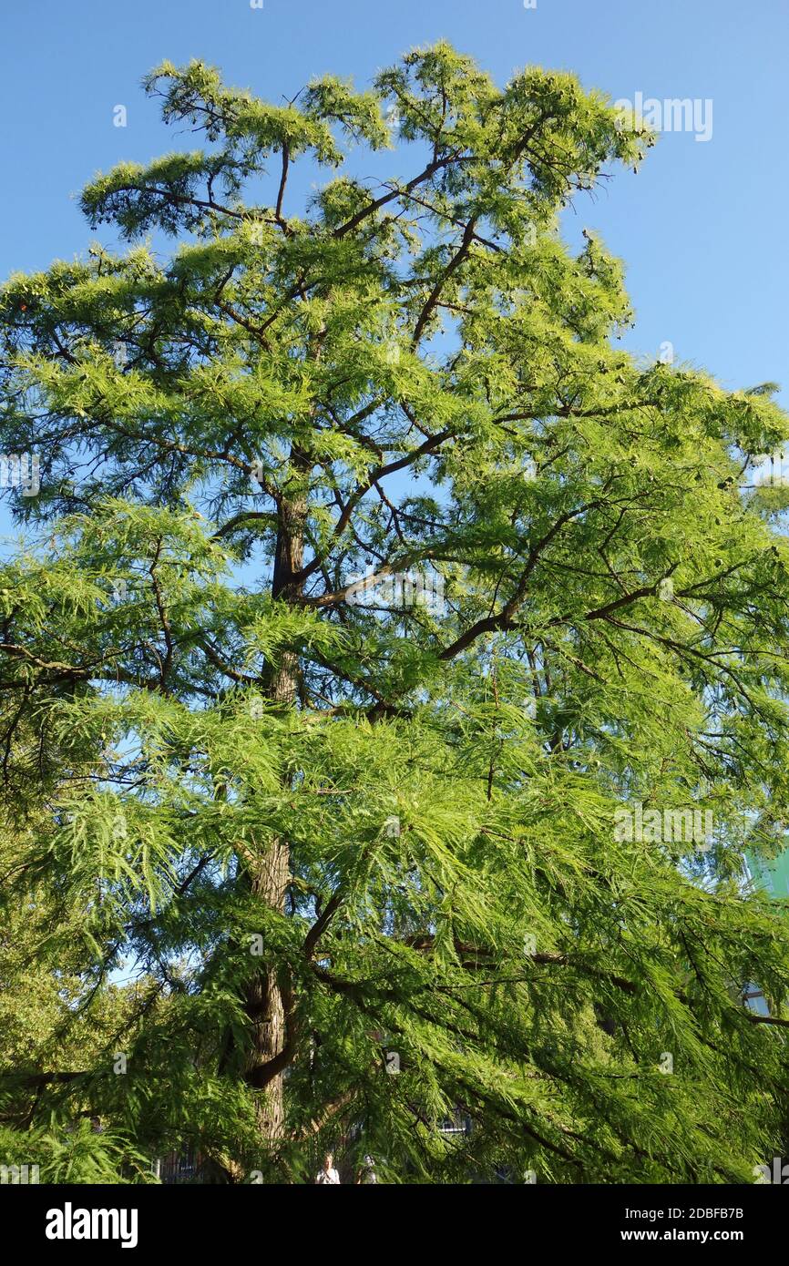 Bald cypress in the Hamburg park Planten un Blomen Stock Photo