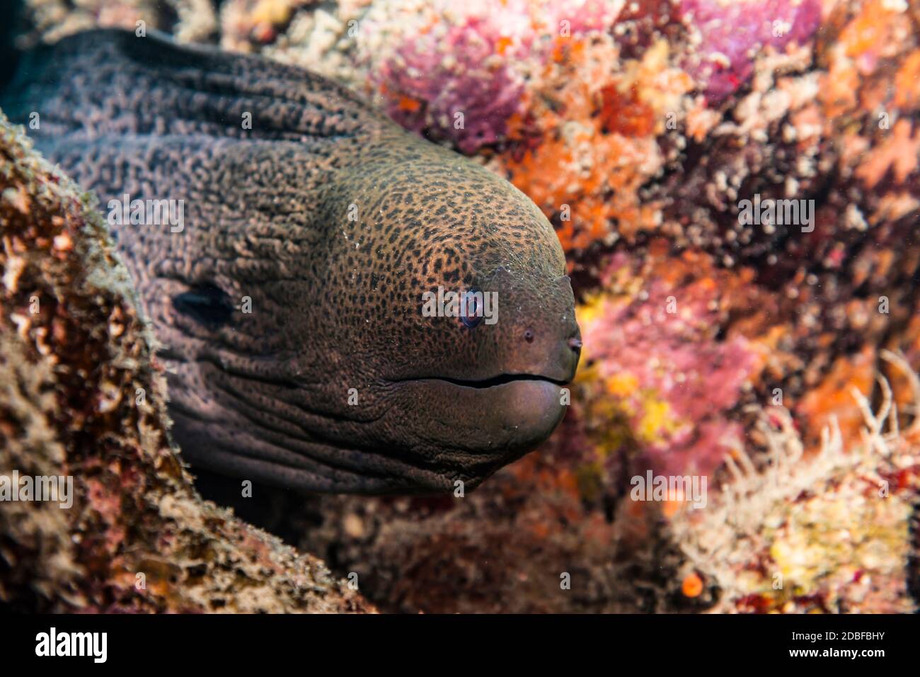 Close up of Moray Eel in coral reef of Red Sea / Egypt Stock Photo
