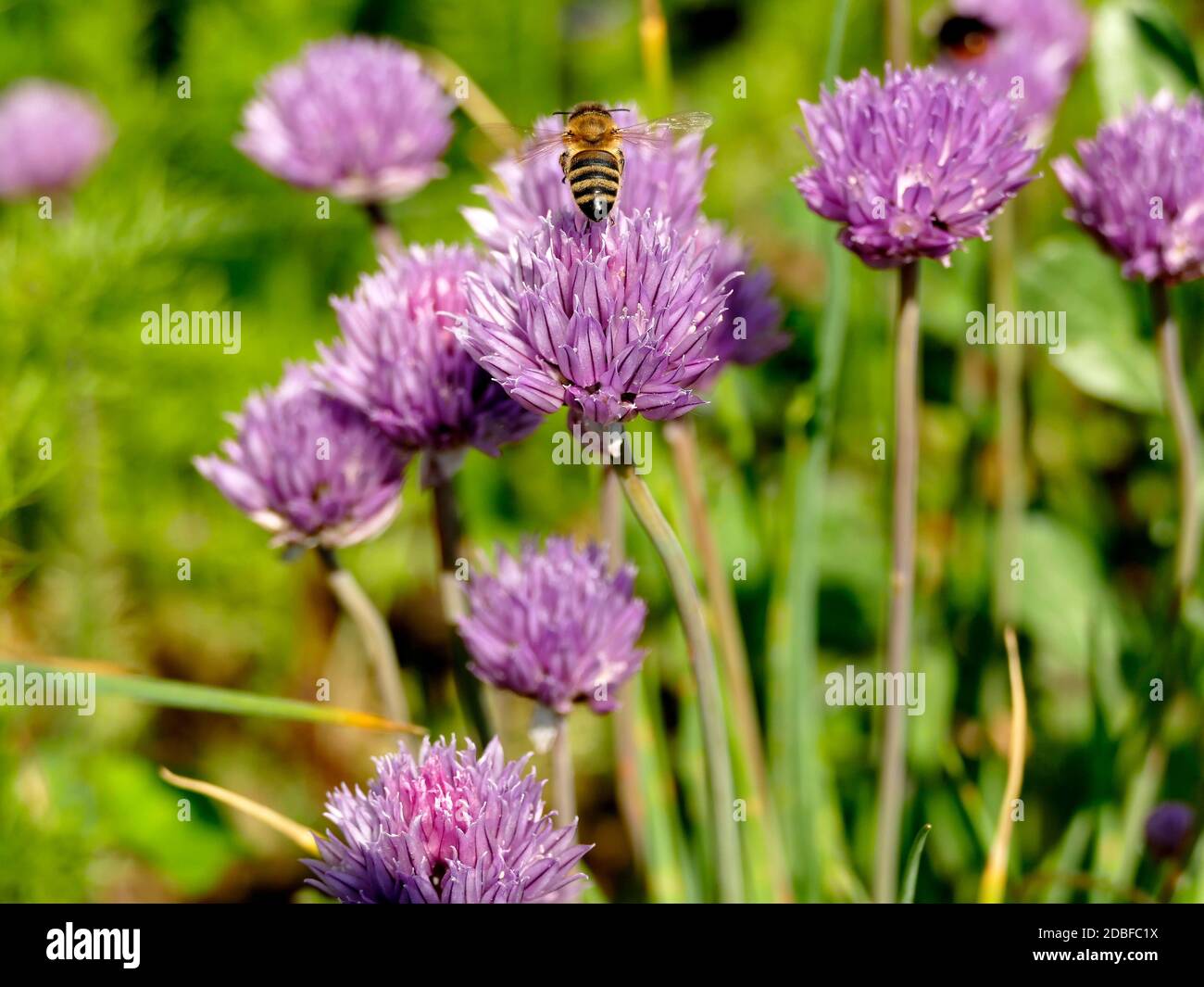 bee in flight over a flower of chive Stock Photo - Alamy