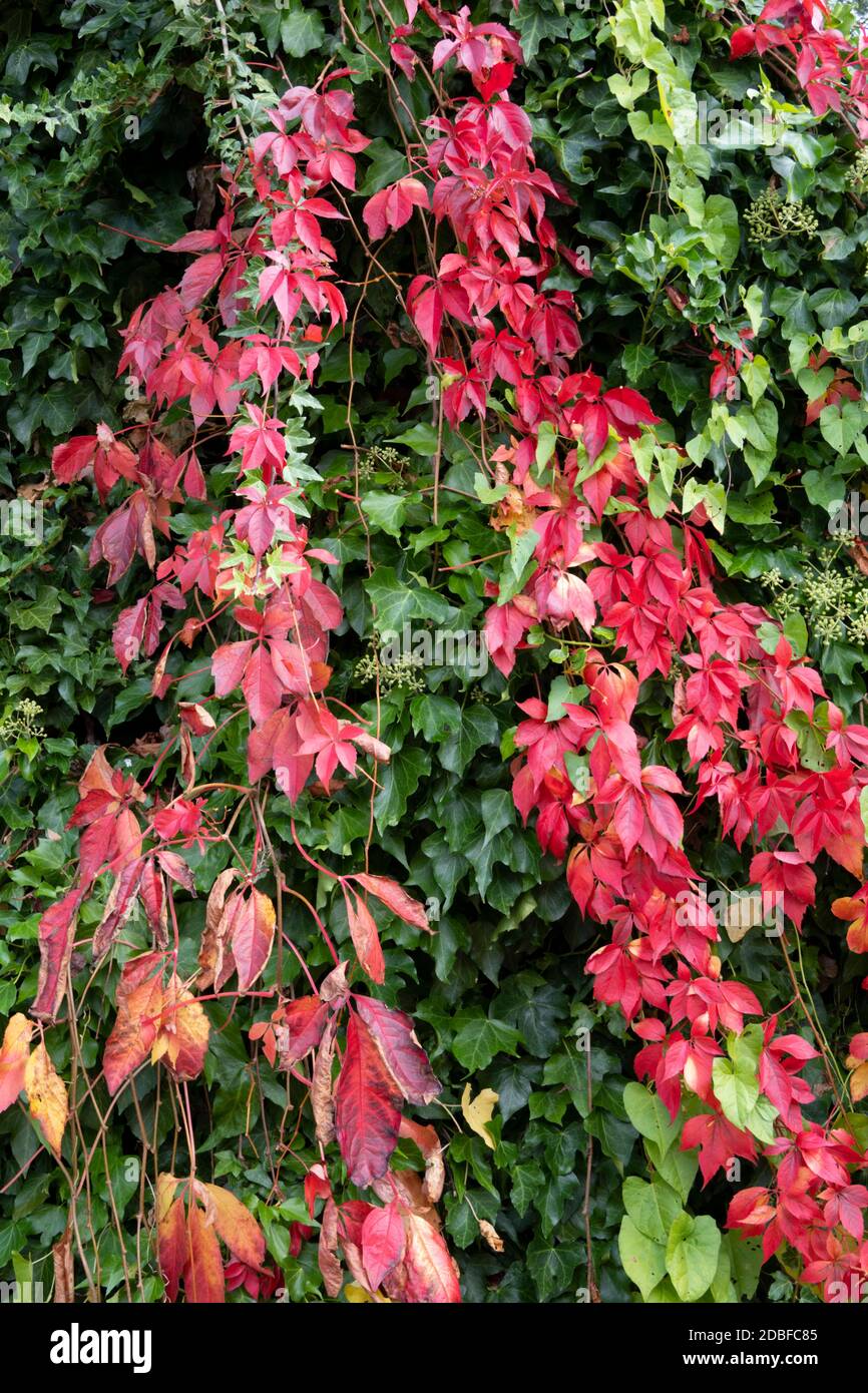 Virginia creeper on cottage wall turning to autumn shades, West