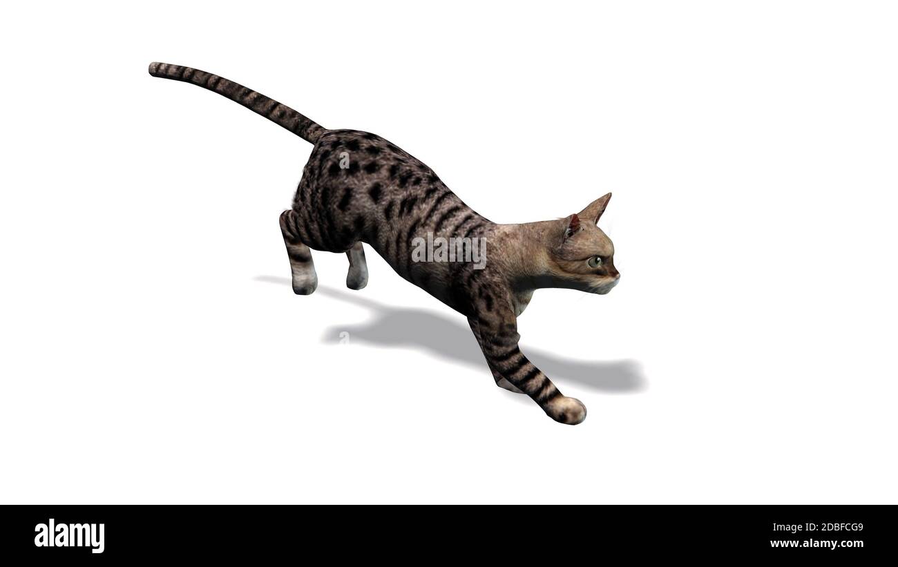Cat isolated on white background Stock Photo - Alamy