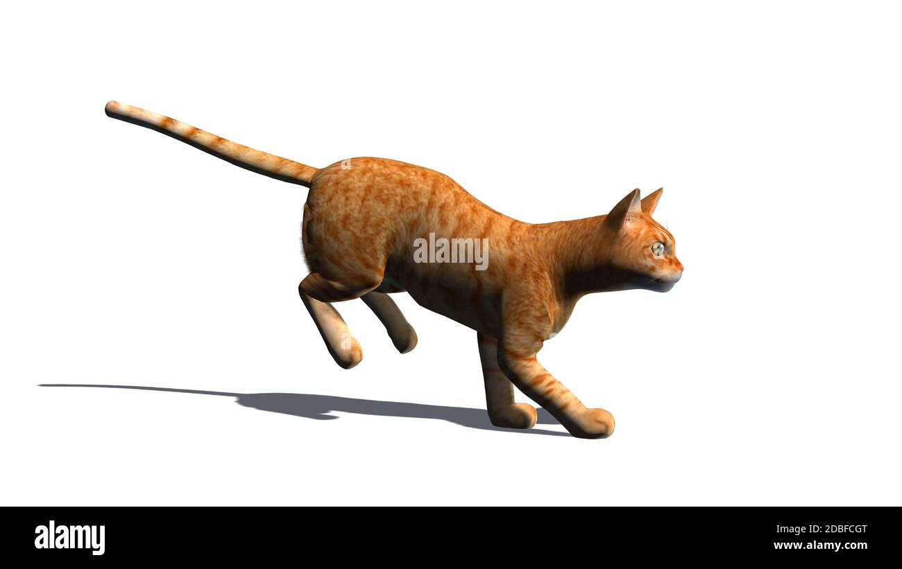 Cat isolated on white background Stock Photo - Alamy