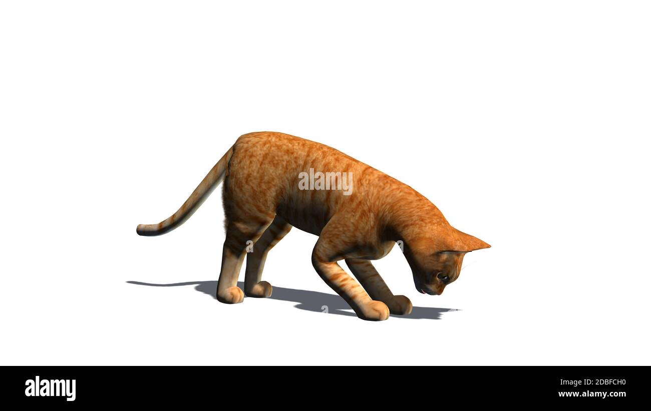 Cat isolated on white background Stock Photo - Alamy