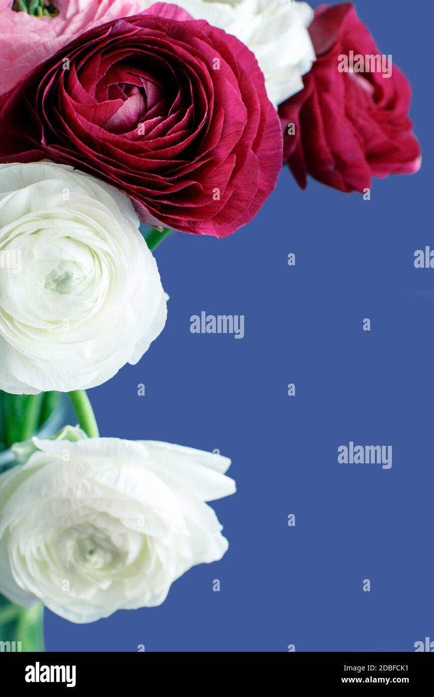 Pink, white and fuchsia ranunculus flowers on a blue background close ...