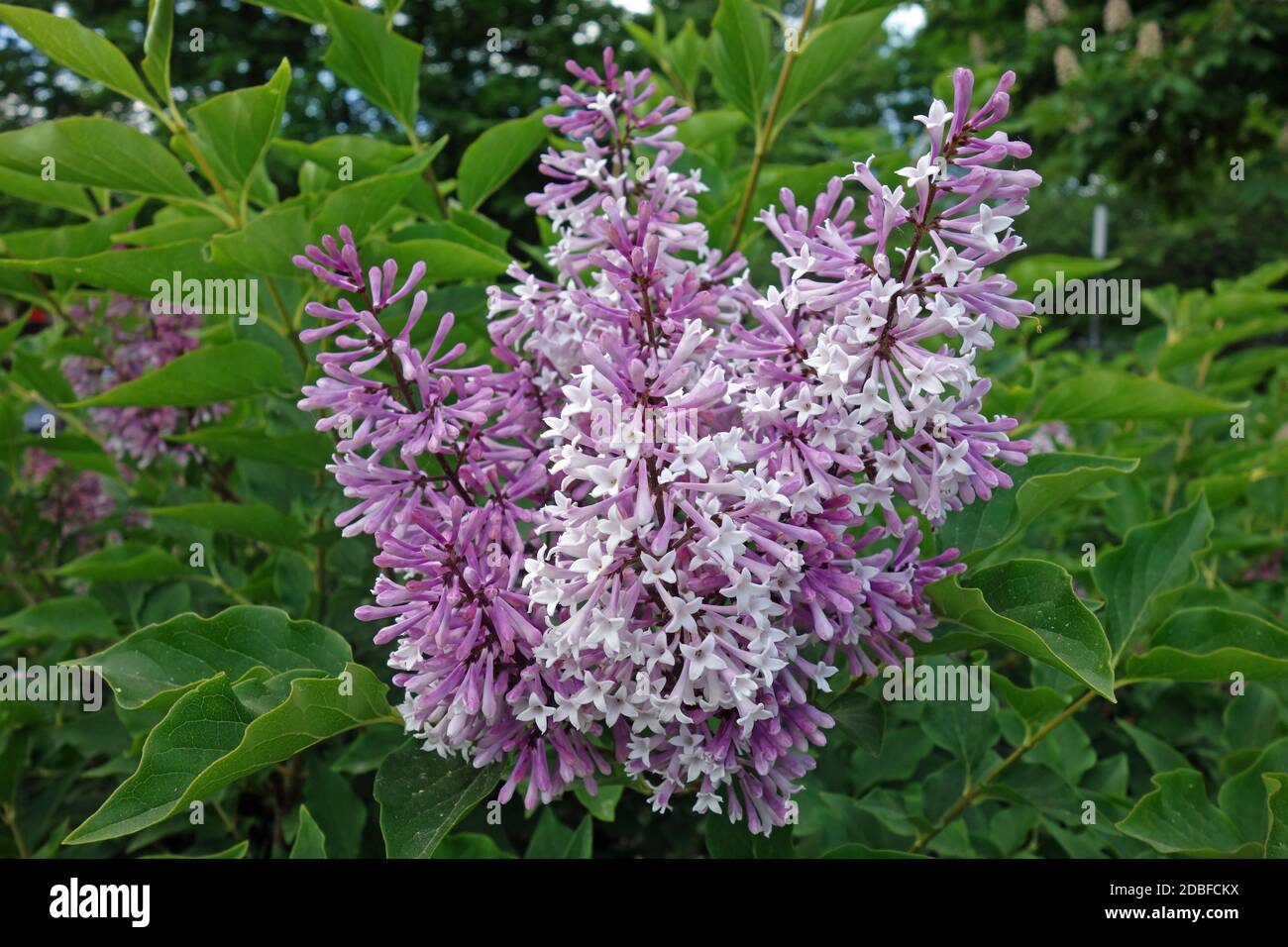 blooming Komarov's lilac Stock Photo
