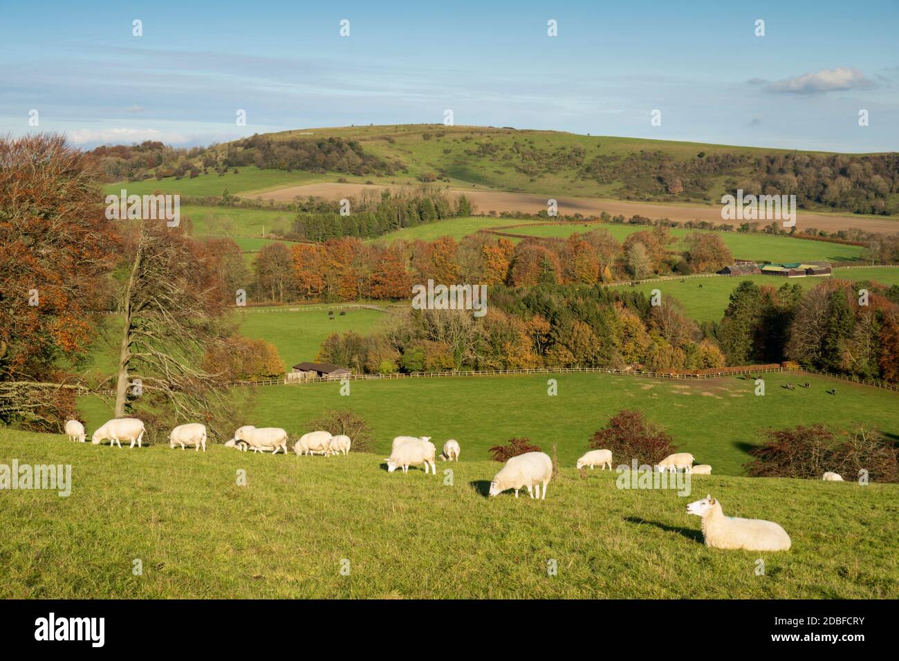 View of Beacon Hill from Wayfarers Walk footpath to the south with sheep in autumn afternoon sunlight, near Highclere, Hampshire, England, UK Stock Photo
