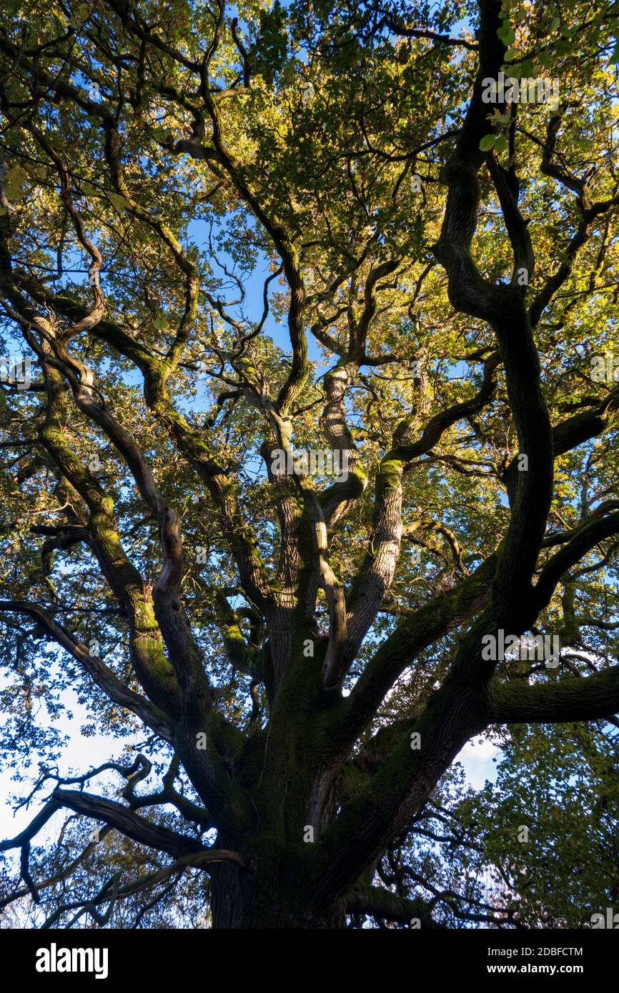 Branches and leaves of old oak tree in evening sunlight, Newtown Common, near Newbury, Berkshire, England, United Kingdom, Europe Stock Photo