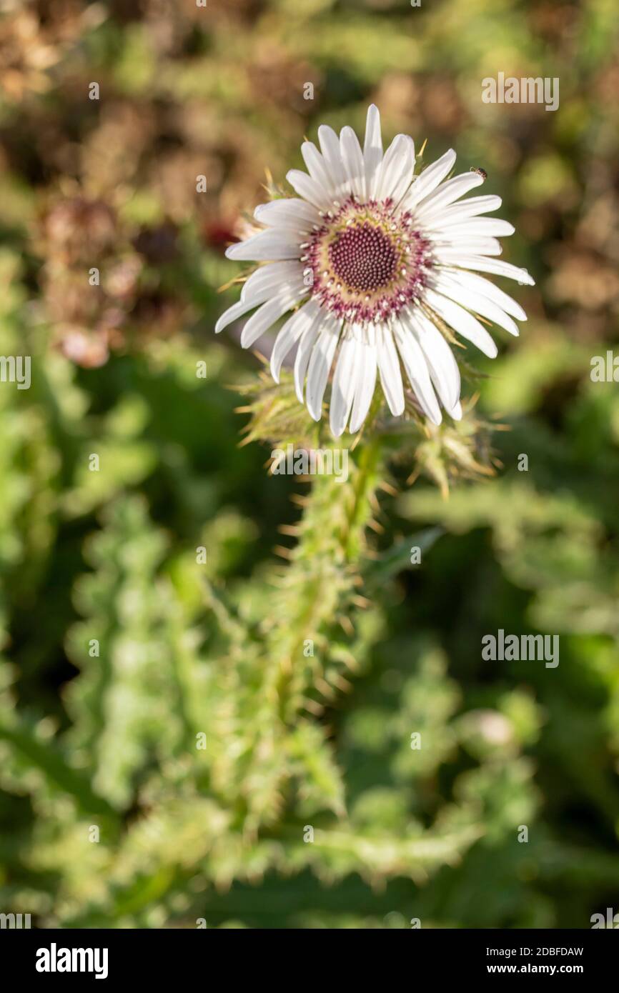 Architectural Berkheya Purpurea (Zulu Warrior), natural flower portrait