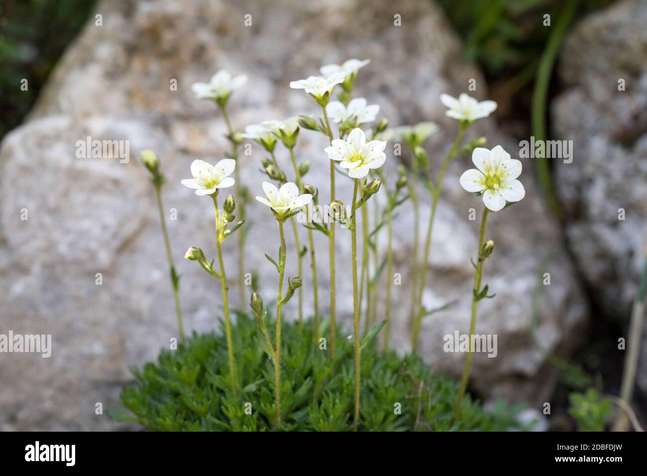 Saxifraga arendsii flowers in a rock garden Stock Photo