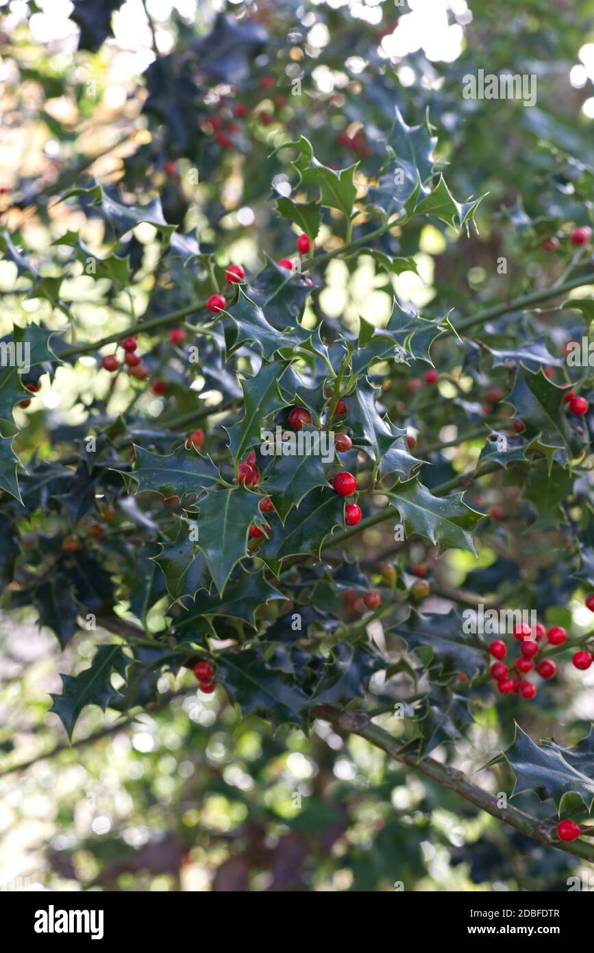 Holly bush and berries Stock Photo