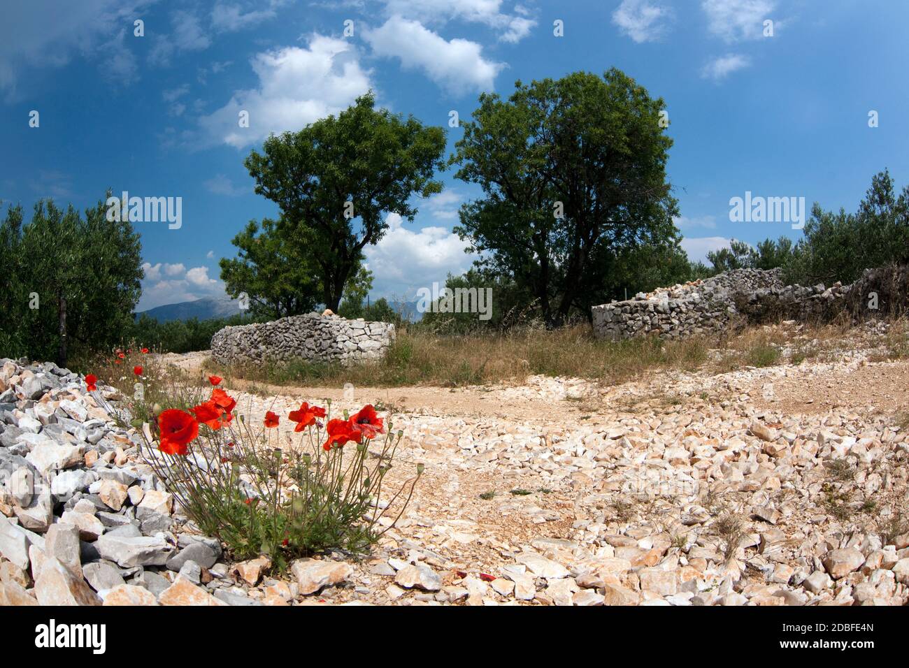 Poppies by the road lined with stone walls and trees, Croatia Stock Photo