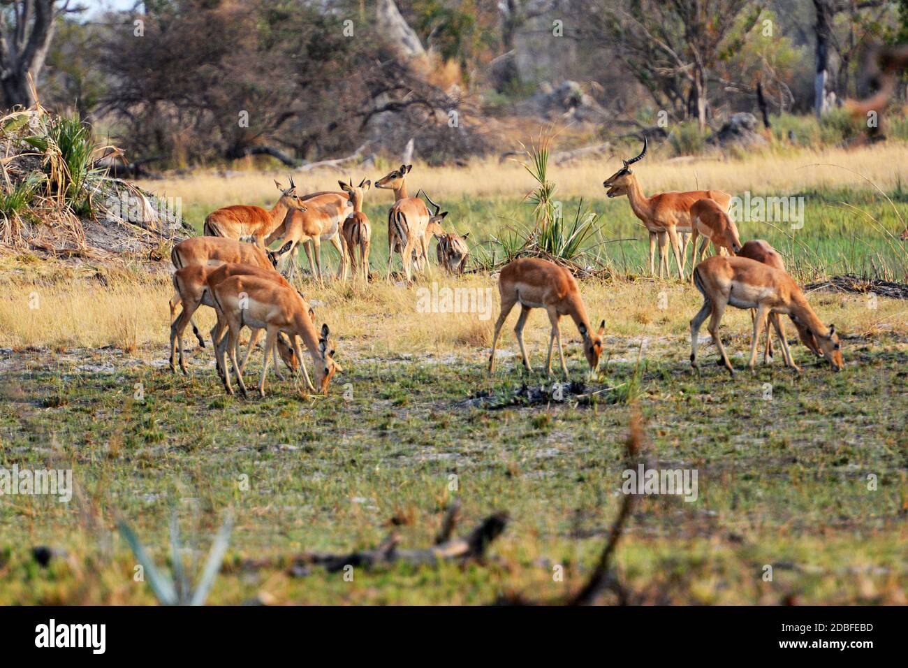 Impalas im Okavango Delta Stock Photo
