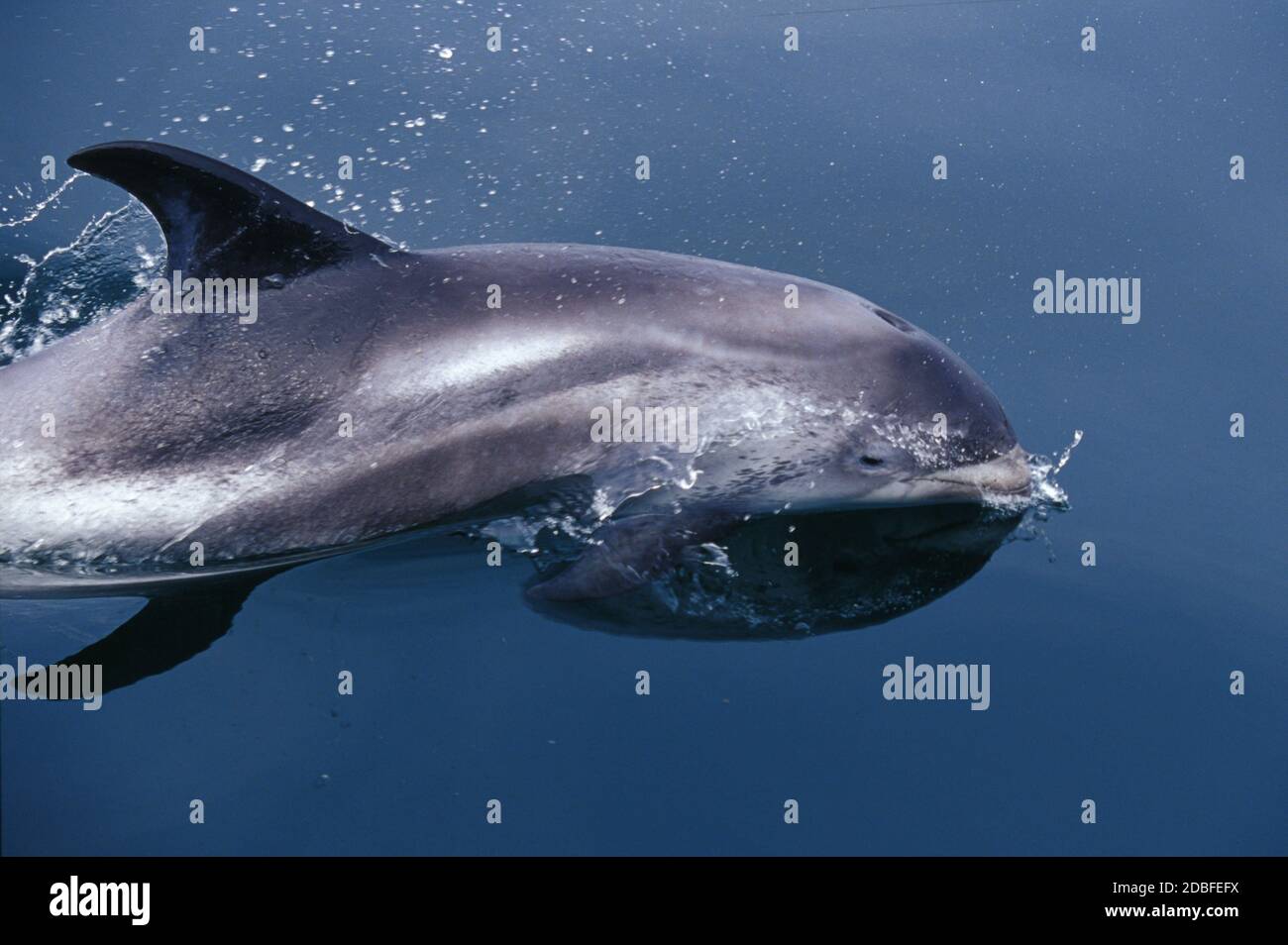 White beaked dolphin rising on calm sea Stock Photo - Alamy