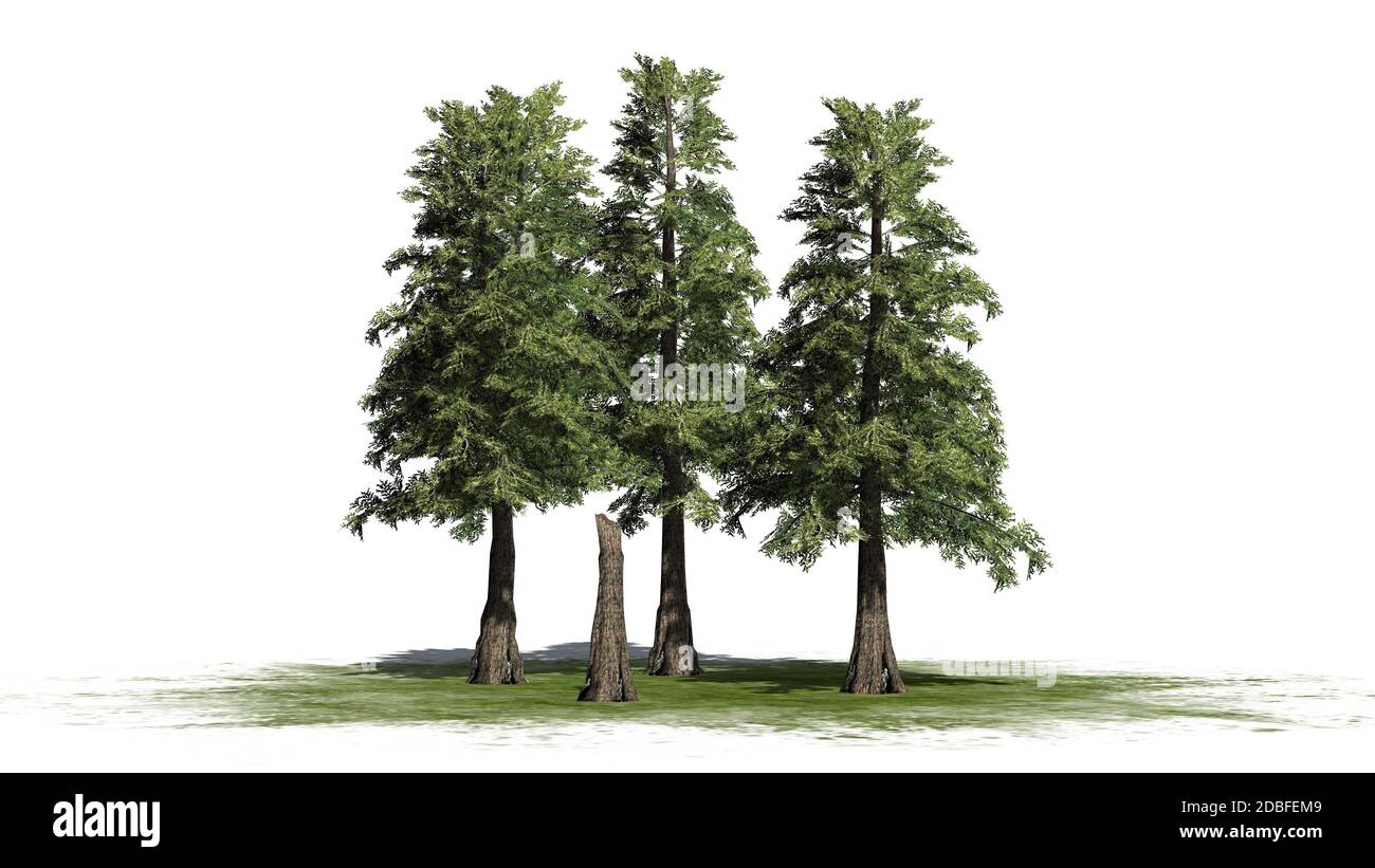 Western Red Cedar tree cluster on white background Stock Photo