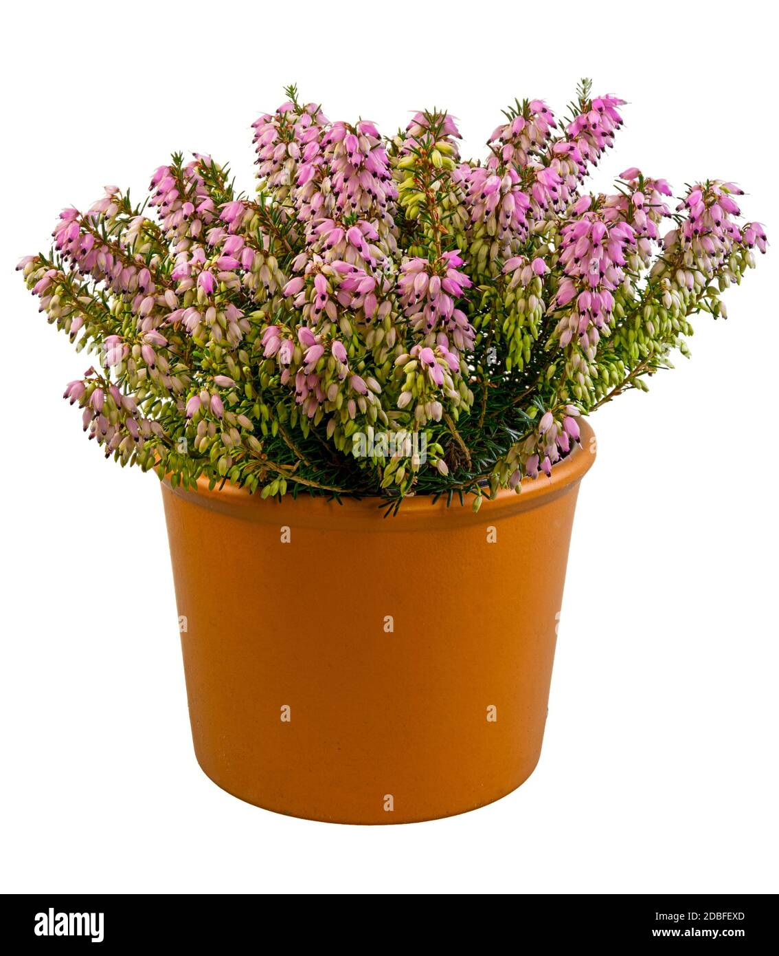 Isolated potted winter-flowering heather plant (erica carnea) Stock Photo
