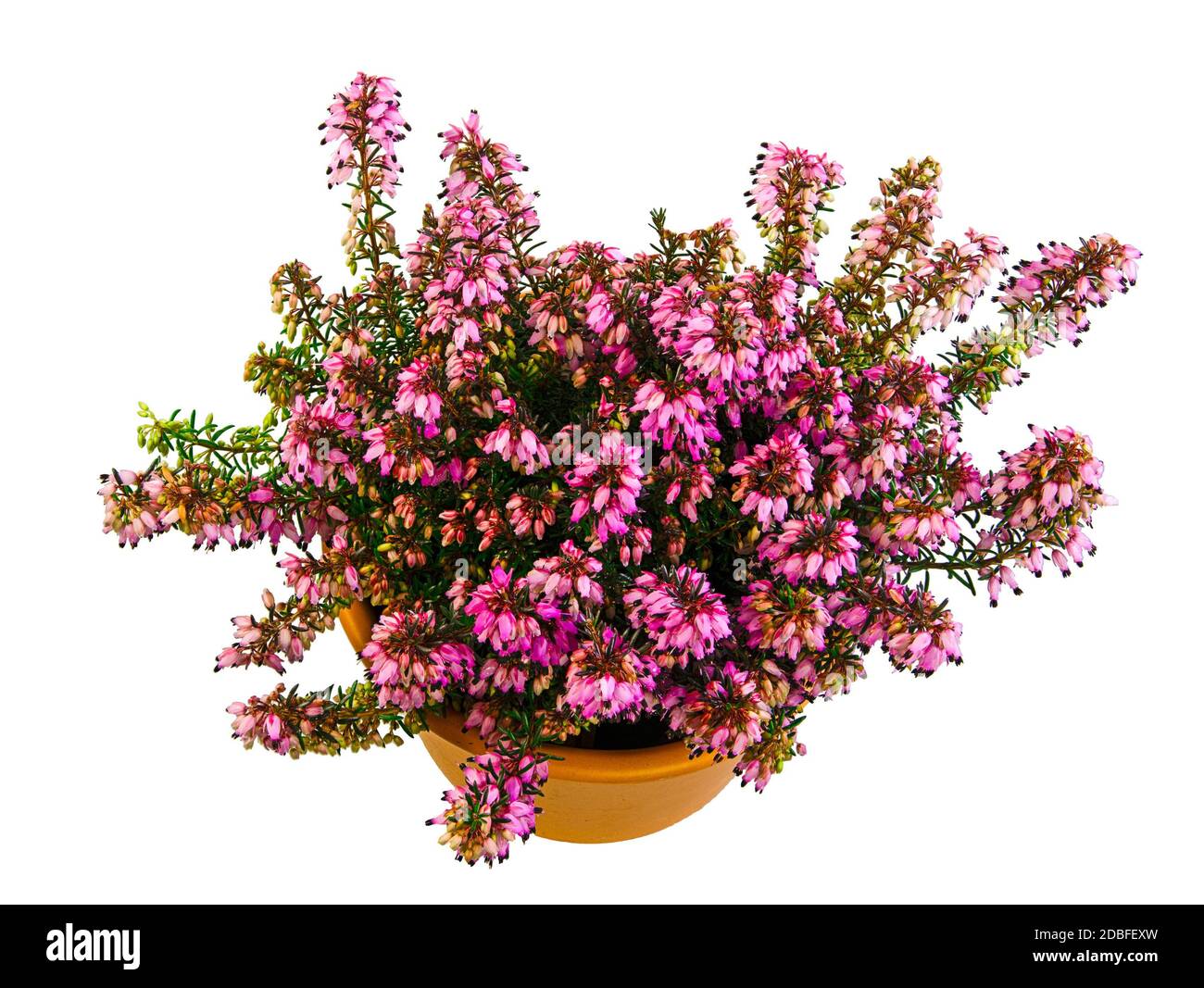 Isolated potted winter-flowering heather plant (erica carnea) Stock Photo