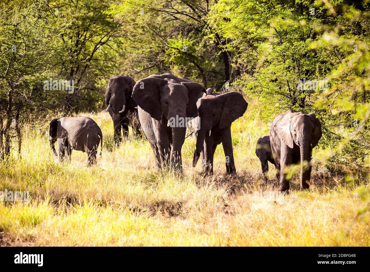 Elephant Family Stock Photo