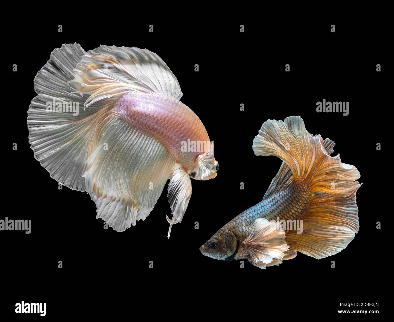 Two Fighter Fish Siamese fighting fishes betta splendens hi-res stock photography and ...