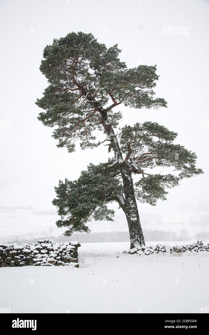 Scots Pine Tree in winter snowstorm. Stock Photo