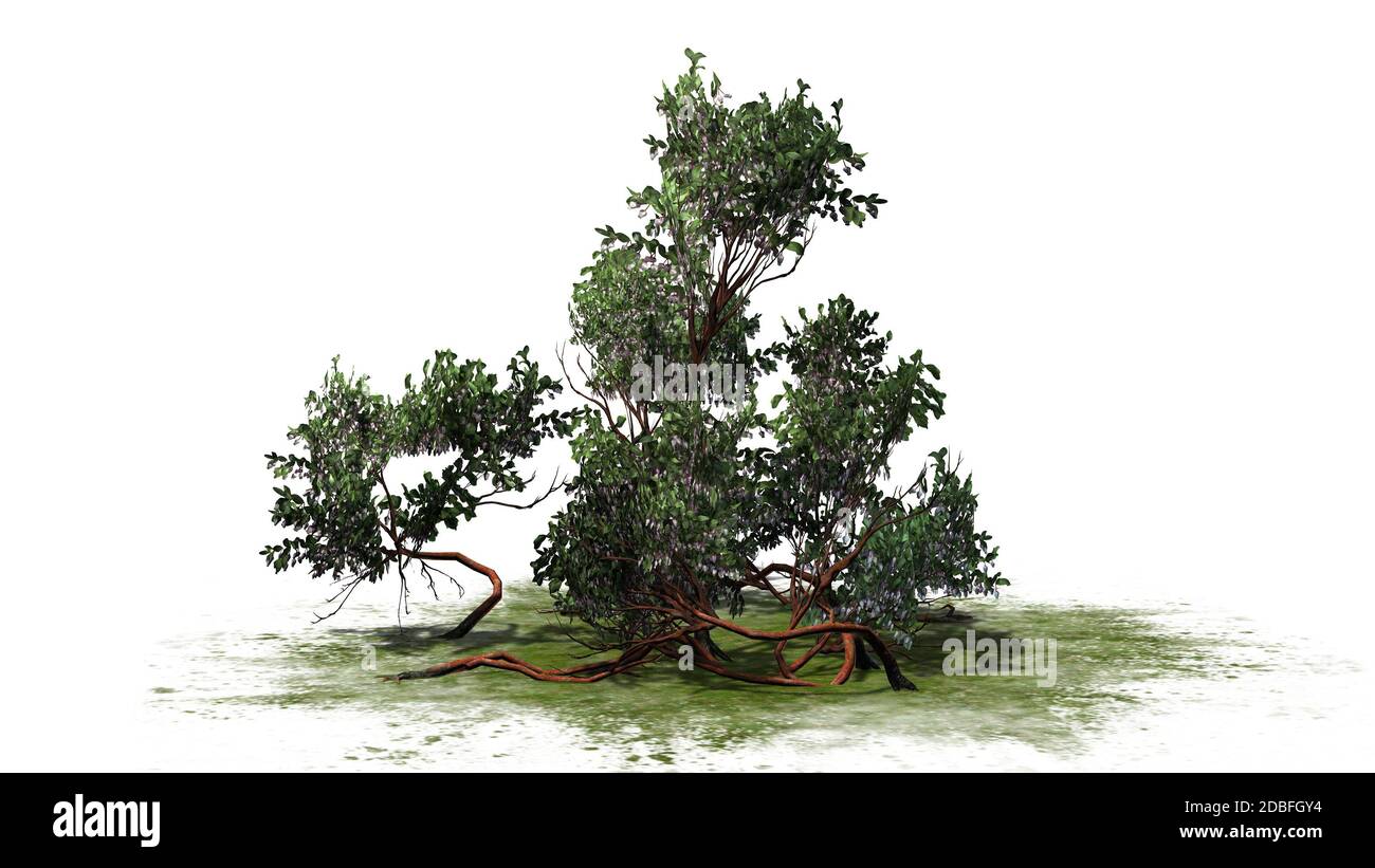 Greenleaf Manzanita shrub on white background Stock Photo Alamy