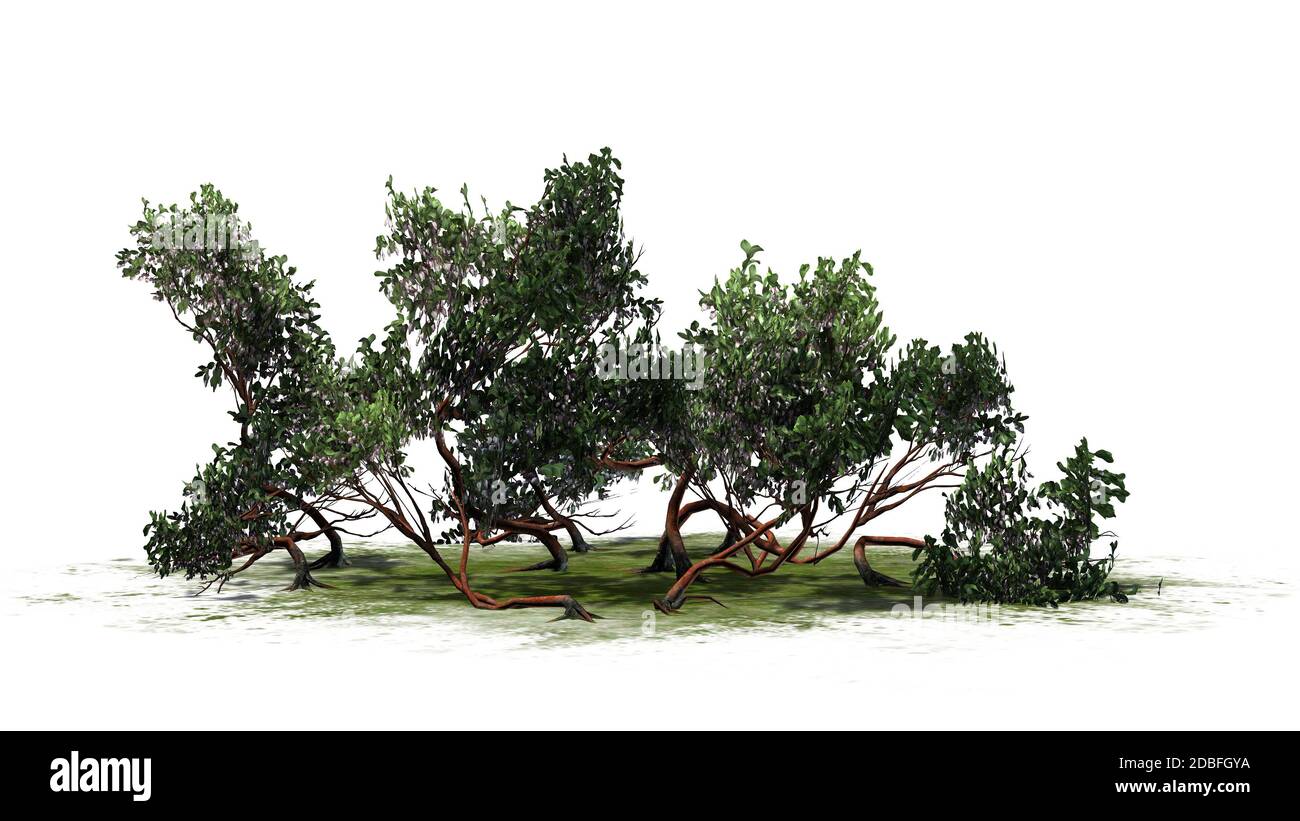 Greenleaf Manzanita shrub on white background Stock Photo Alamy