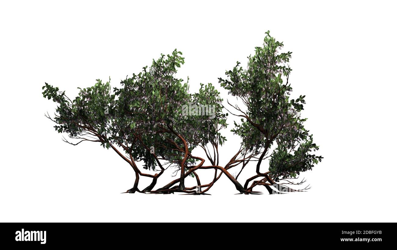 Greenleaf Manzanita shrub on white background Stock Photo Alamy