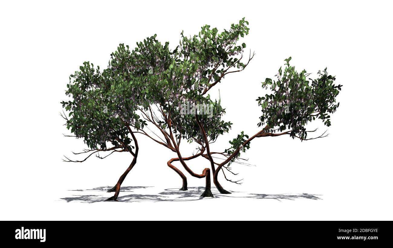 Greenleaf Manzanita shrub on white background Stock Photo Alamy