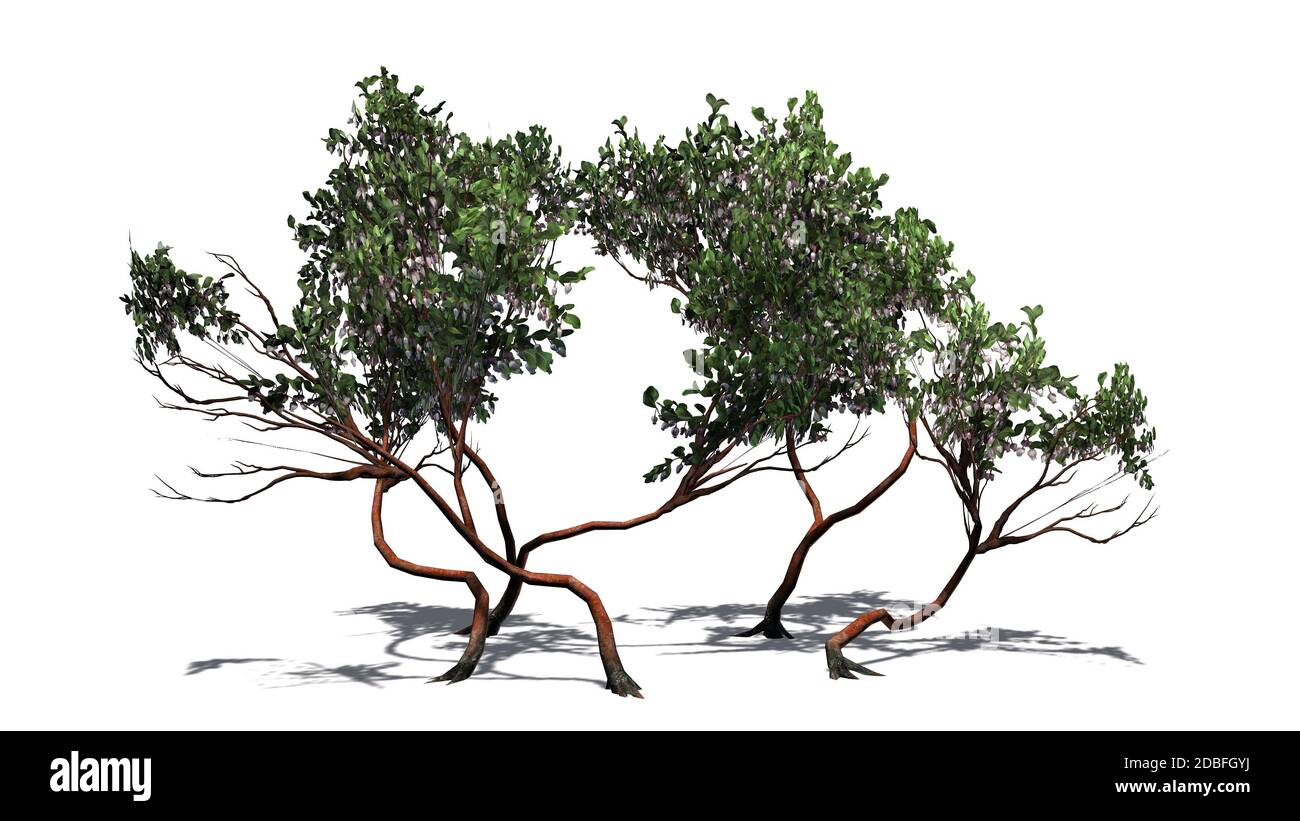 Greenleaf Manzanita shrub on white background Stock Photo Alamy