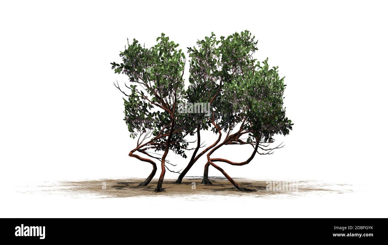 Greenleaf Manzanita shrub on white background Stock Photo Alamy